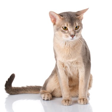 Beyaz üzerinde açık isolatet siting redhead kedi abyssyn