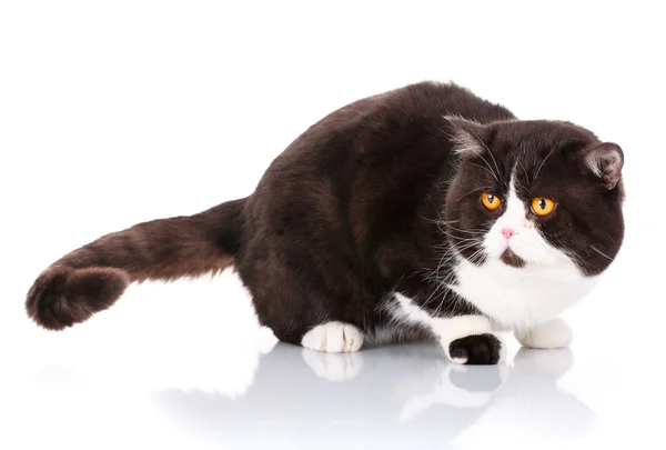 Grande negro y blanco gato escocés recta mentir es mirando hacia adelante en — Foto de Stock
