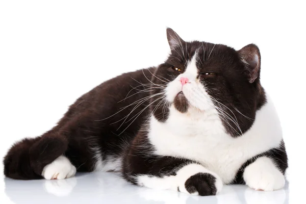 Gracioso gato grande escocés recto acostado en el fondo del ingenio — Foto de Stock