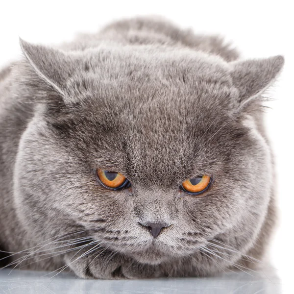 Retrato gris gato británico recto con ojos amarillos sobre blanco — Foto de Stock