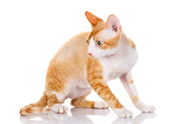 Oranje devon rex kat met grote oren op witte achtergrond — Stockfoto