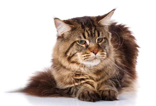 Maine Coon Katze liegend, isoliert auf weiß — Stockfoto