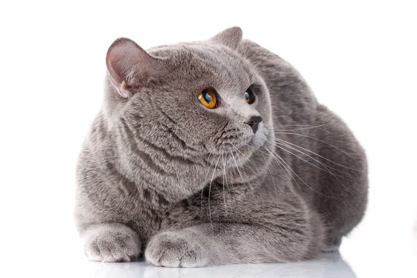 Mal cinza britânico Shorthair gato com olhos castanhos — Fotografia de Stock