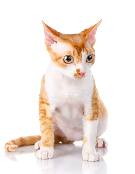 Оранжевый кот Devon Rex с большими ушами на белом фоне — стоковое фото
