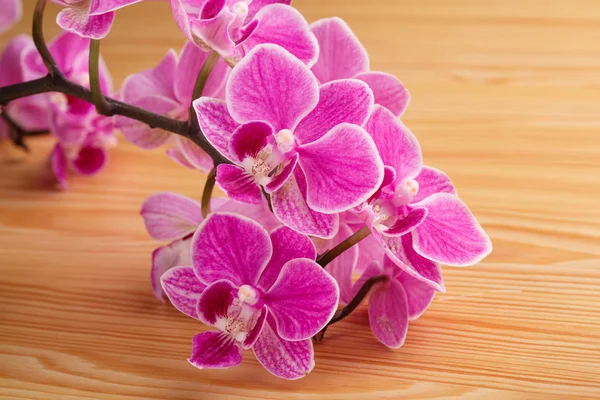Ramo di orchidee rosa su fondo di legno — Foto Stock
