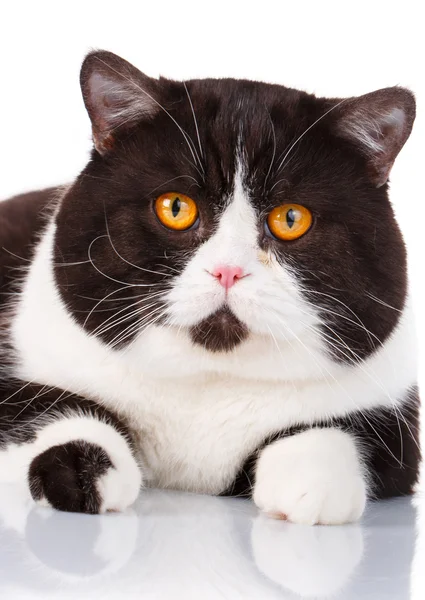 Retrato de un lindo gato blanco y negro mentiroso Scottish Straight — Foto de Stock