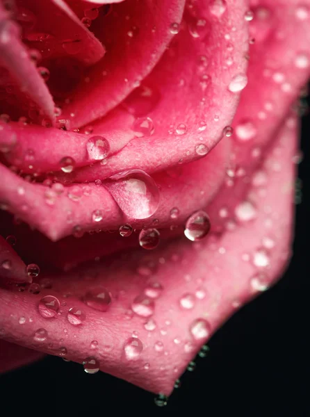 Closeup on Center of Beautiful pink Rose — Stock Photo, Image