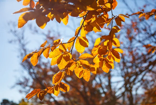 Żółte liście na gałęzi. Jesienny krajobraz. — Zdjęcie stockowe