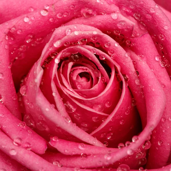 Closeup on Center of Beautiful pink Rose — Stock Photo, Image