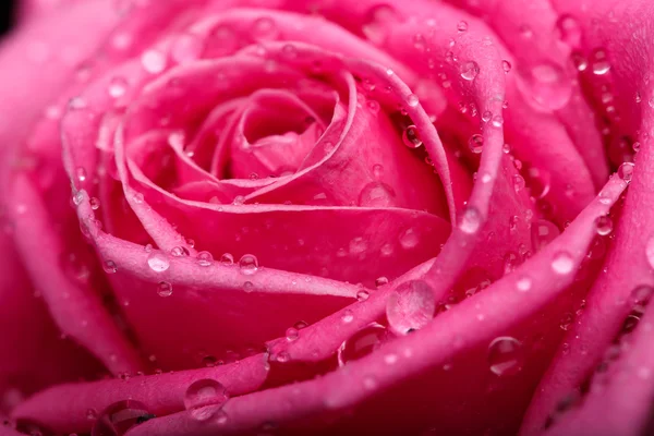 Closeup on Center of Beautiful pink Rose — Stock Photo, Image