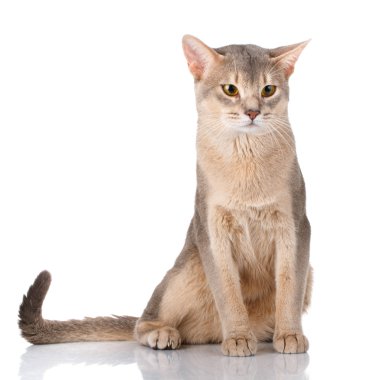Beyaz üzerinde açık isolatet siting redhead kedi abyssyn