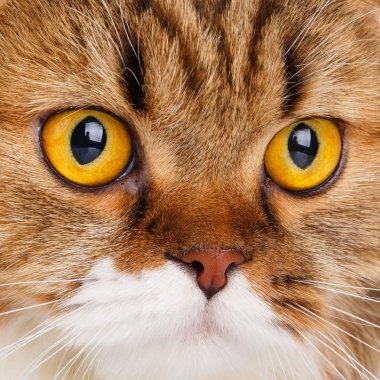 Beyaz arka plan üzerinde ciddi İskoç Fold kedi