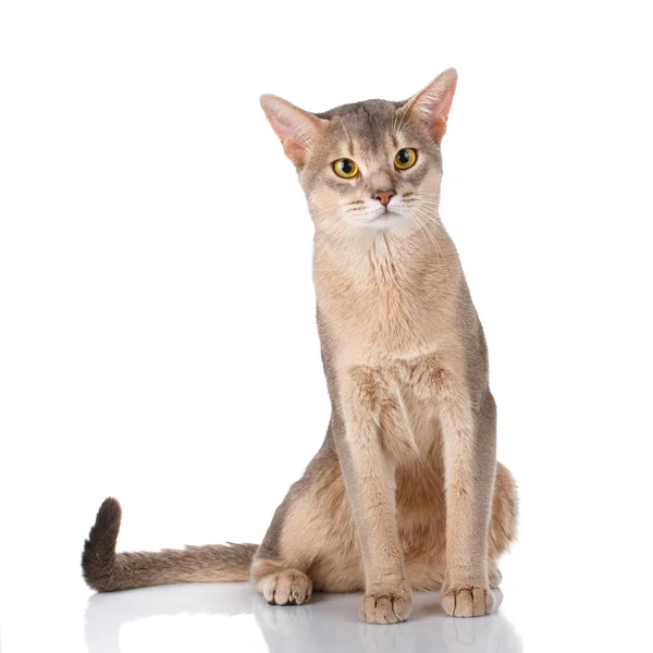 Redhead gato abyssyn sentado isolatet dianteiro no branco — Fotografia de Stock