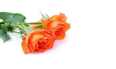 Sarı Gül baş beyaz arka plan üzerinde izole