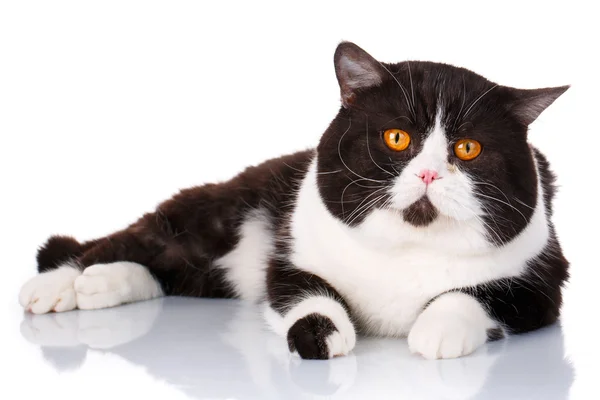 Grande negro y blanco gato escocés recta mentira, es mirando hacia adelante — Foto de Stock