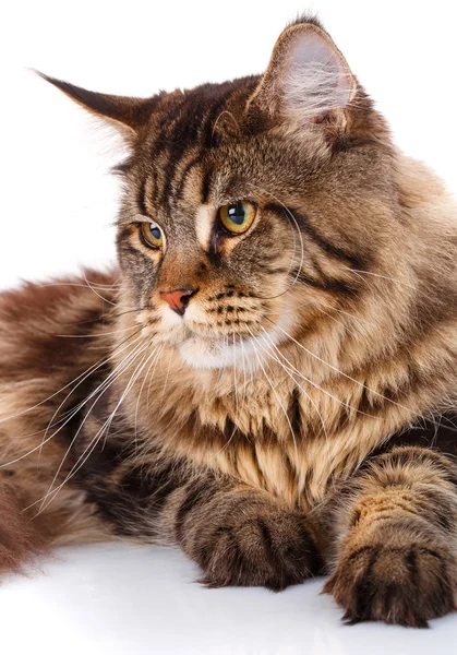Retrato Maine Coon gato com longos cabelos castanhos ondulados — Fotografia de Stock