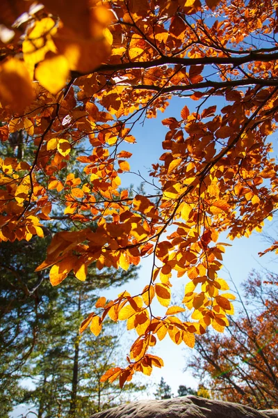 Feuilles jaunes sur une branche. Paysage d'automne . — Photo