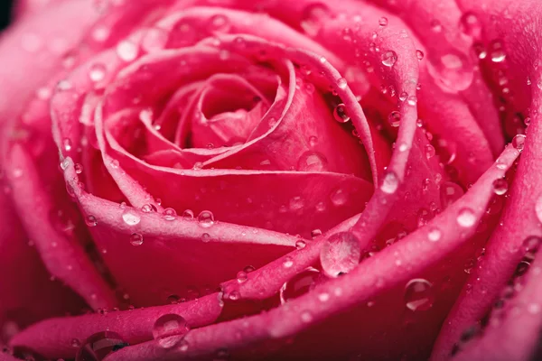 Közelkép a központ gyönyörű rózsaszín rózsa — Stock Fotó
