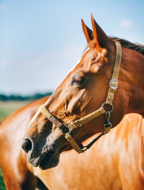güzel kahverengi at portresi