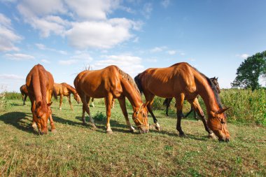 At sürüsi alpin yeşil bir çayırda otlatılır mavi gökyüzü ve beyaz bulutlar..
