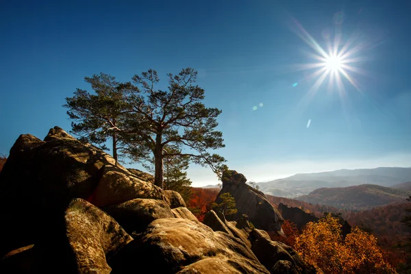 Árbol en una montaña superior bajo el cielo azul en el día soleado — Foto de Stock
