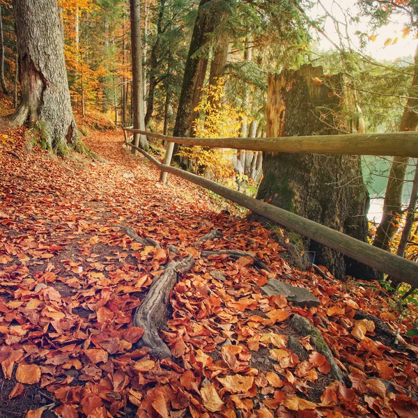 El sendero cubierto de hojas caídas de otoño está bordeado de árboles que muestran otoño colorido —  Fotos de Stock