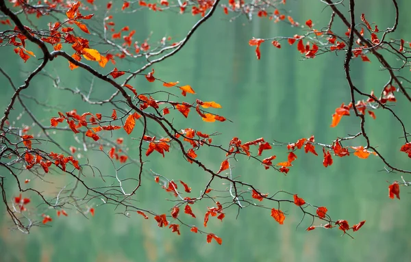 Oddziały z liści jesienią na rzece — Zdjęcie stockowe