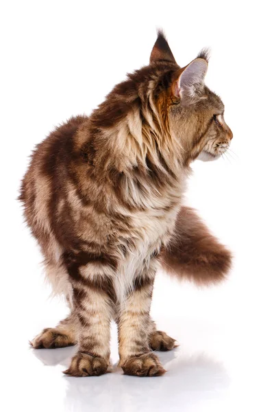 Brown Maine Coon standing on four legs, white background — Stock Photo, Image