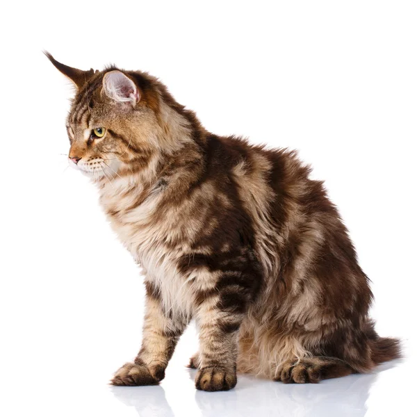 Marrón Maine Coon gato se sienta sobre un fondo blanco, estudio de fotos — Foto de Stock