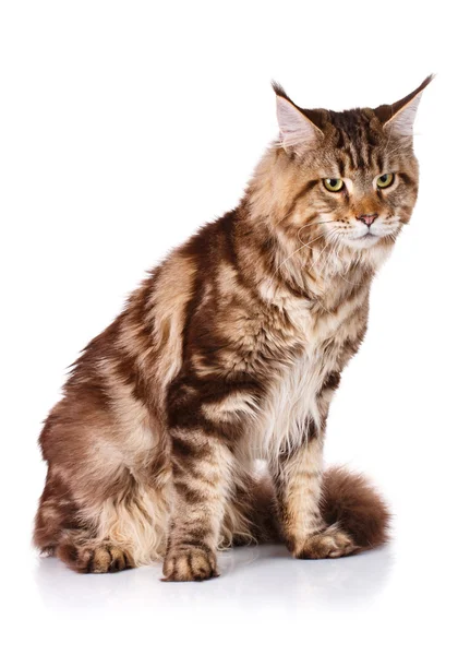 Marrón Maine Coon gato se sienta sobre un fondo blanco, estudio de fotos — Foto de Stock