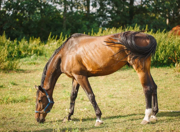 Cavalo castanho vermelho pastando no prado — Fotografia de Stock