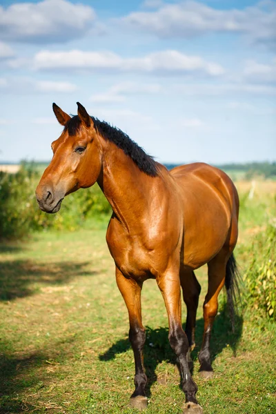 Bellissimo cavallo marrone in un campo verde — Foto Stock