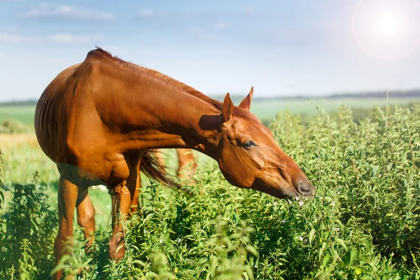 Immagine di un cavallo rosso al pascolo nel pascolo estivo — Foto Stock