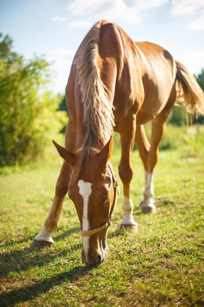 Imagen de un caballo de la bahía roja pastando en el pasto de verano — Foto de Stock