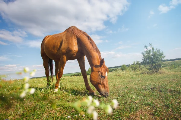 Pátravě hnědé koně v letní pastvině — Stock fotografie