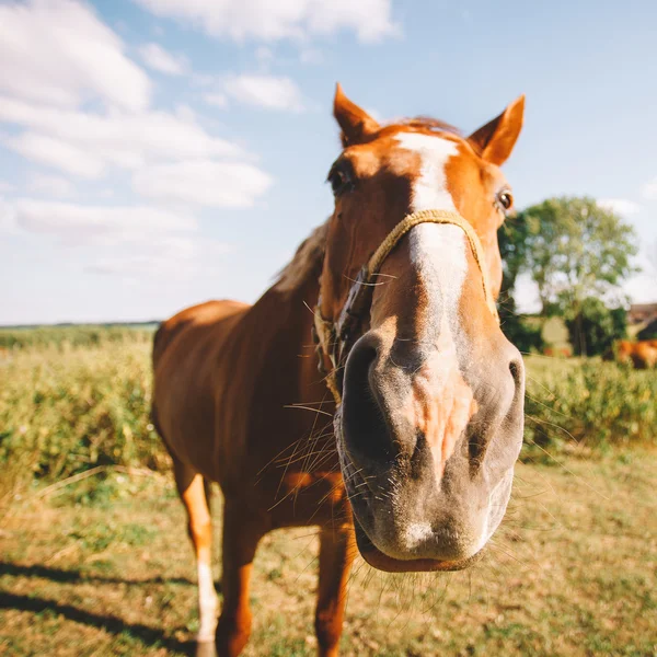 Ritratto di bel cavallo bruno — Foto Stock