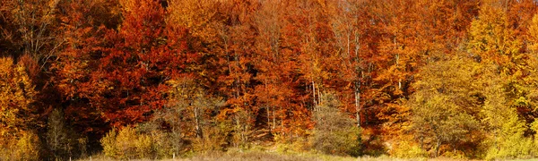 Floresta de outono colorida e brilhante — Fotografia de Stock