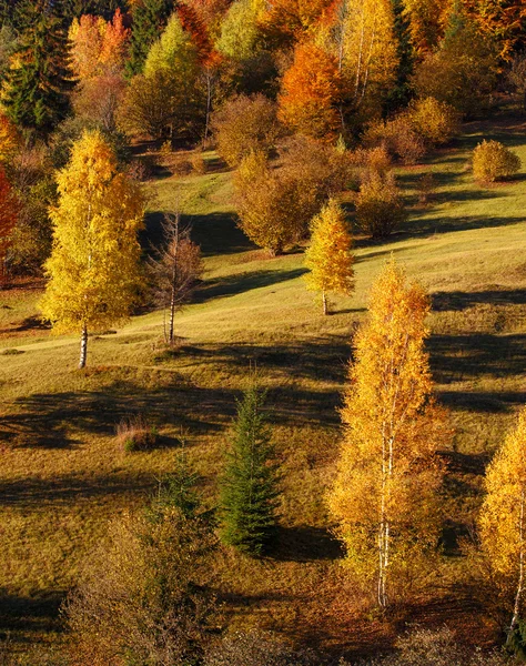 Tajemnica jesień krajobraz z żółtym drzew i spadających liści — Zdjęcie stockowe
