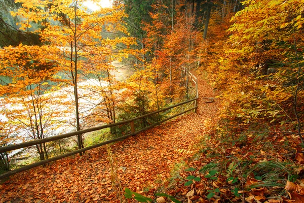 Trail covered with fallen autumn leaves. Beautiful landscape.