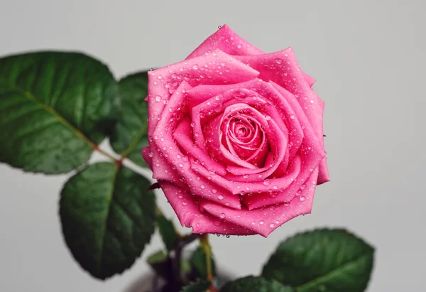 灰色の背景に隔離されたピンクのバラの頭 — ストック写真