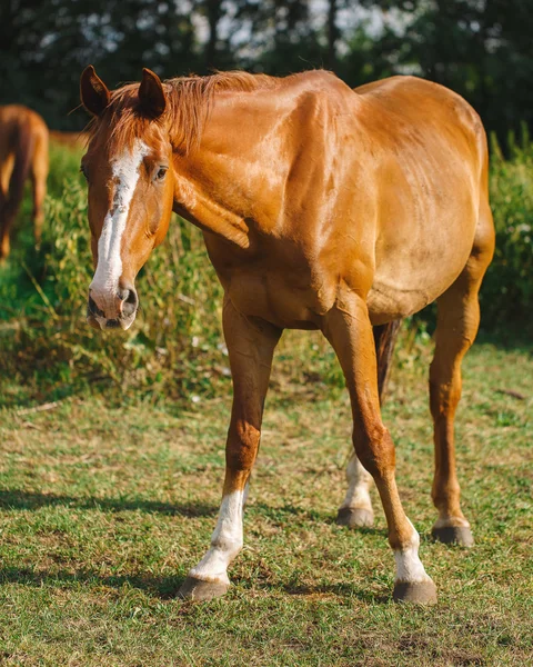 Cavallo bruno rosso al pascolo nel prato — Foto Stock