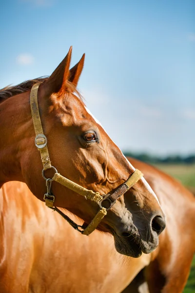 Caballo en un pastizal de verano — Foto de Stock