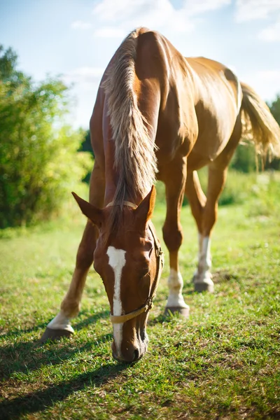 Cavallo bruno rosso al pascolo nel prato — Foto Stock