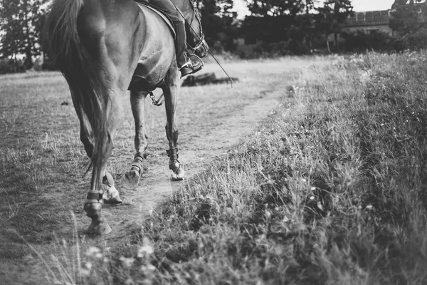 Cavaliere su un cavallo, posto per testo — Foto Stock