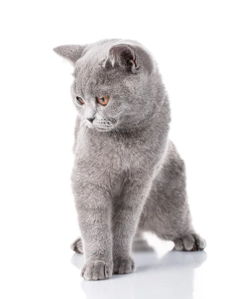 Chat pliant écossais gris assis sur blanc, concept de grâce Photos De Stock Libres De Droits