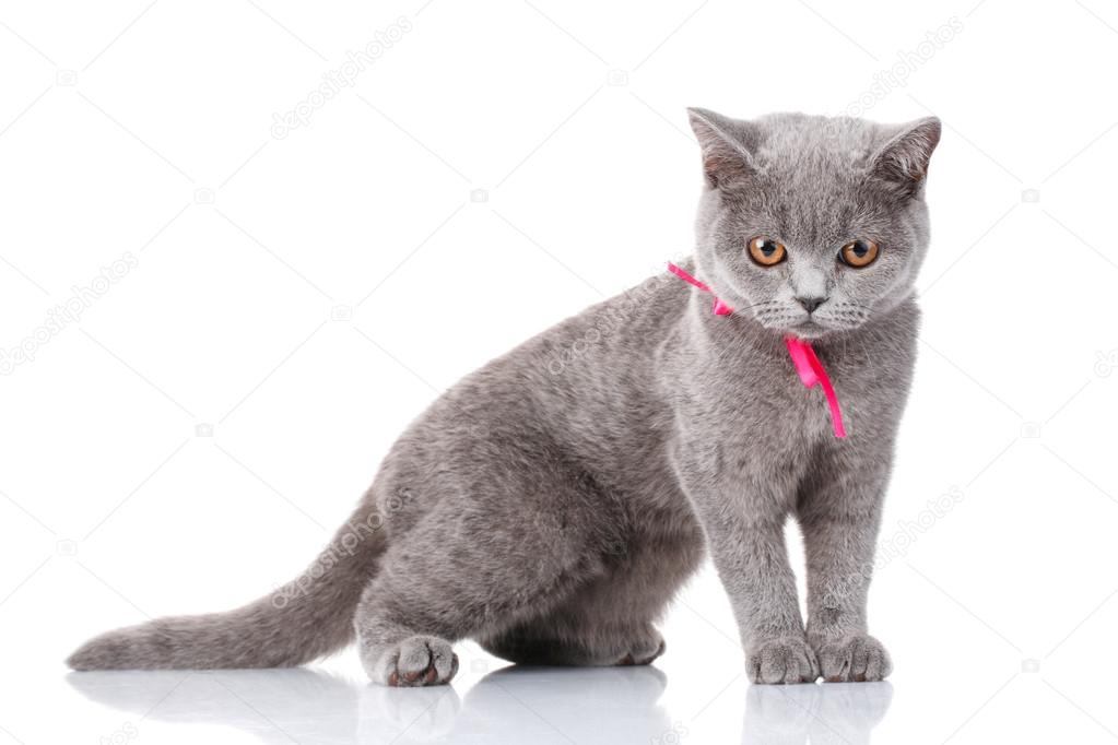 grey Scottish Fold cat with pink ribbon sitting on white, look down