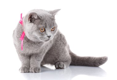 pembe kurdele beyaz oturma ile gri İskoç Fold kedi