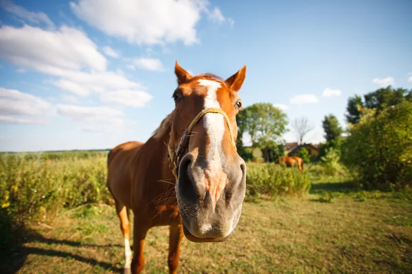 Cavallo su un pascolo estivo — Foto Stock