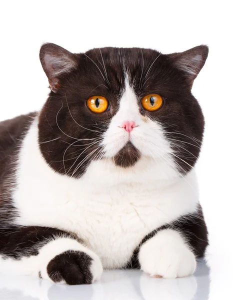 Retrato de un lindo gato blanco y negro mentiroso Scottish Straight — Foto de Stock
