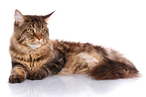 Maine Coon gato acostado, aislado en blanco — Foto de Stock